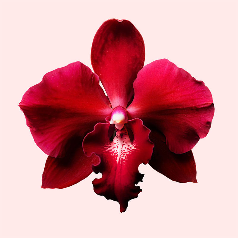 Viktor en Rolf - Flowerbomb Ruby Orchid (Eau de Parfum)